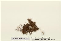 藏品(大殘齒苔)的圖片